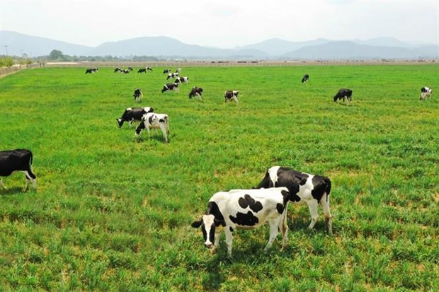 推动奶牛养殖业发展 进一步扩大出口力度 hinh anh 1