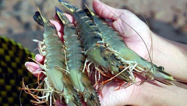 今年底越南虾类产品出口可能增加 hinh anh 1