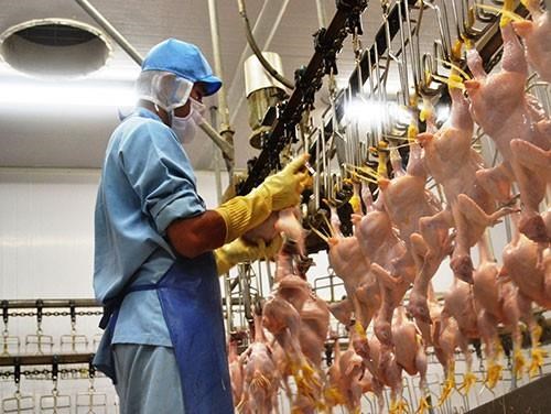 泰国对中国的鸡肉产品出口激增 hinh anh 1