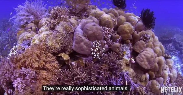《追溯珊瑚》纪录片：鼓励年轻人致力于保护海洋环境 hinh anh 1