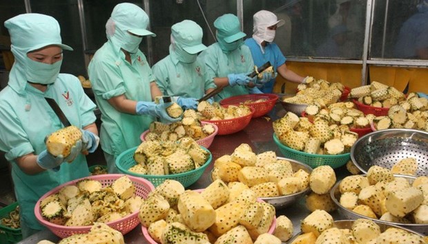 2020年越南农业力争实现出口额达到420亿美元的目标 hinh anh 1