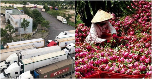 越南农产品对中国进行边贸出口受阻 工贸部建议采用正贸对中国进行出口 hinh anh 1