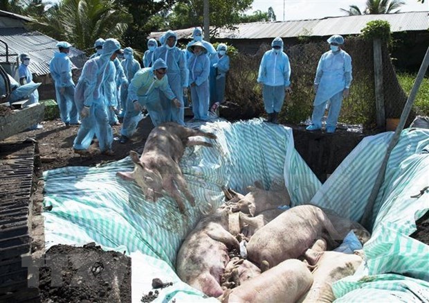 越南与美国合作研究非洲猪瘟病毒疫苗 hinh anh 1