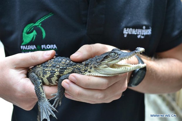 在柬埔寨的豆蔻山中发现了10条濒危的鳄鱼宝宝 hinh anh 1