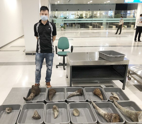 芹苴市警察调查处逮捕将近30公斤犀牛角从韩国运往芹苴市的不法人员 hinh anh 1