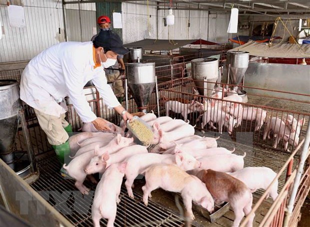 越南政府副总理郑廷勇：促进生猪数量增加 确保市场供求平衡 hinh anh 1