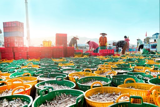 宁顺省加大打击非法不报告和不管制捕捞力度 助力取消欧盟委员会对越南水产品的黄牌警告 hinh anh 2