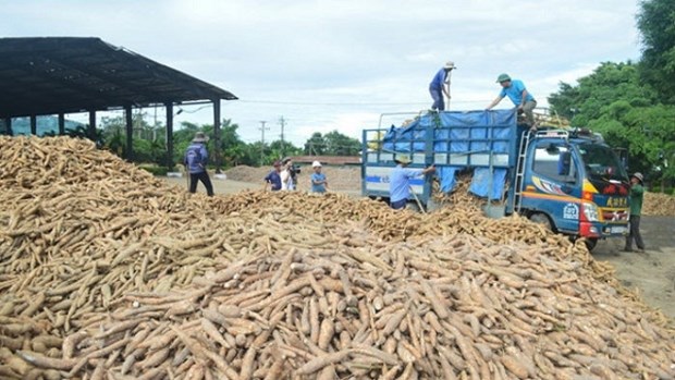 今年前3月越南木薯出口量同比增长14% hinh anh 1