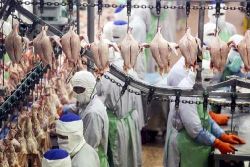 2020年泰国鸡肉出口或将增长10% hinh anh 1