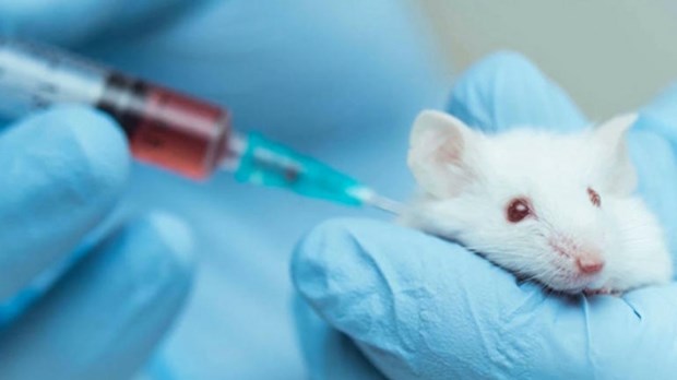 越南在实验小鼠上进行新冠肺炎疫苗动物实验 hinh anh 2