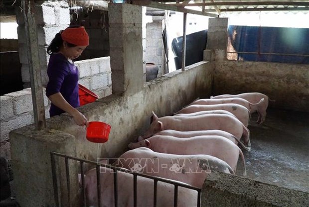 越南全国16个省市非洲猪瘟疫情仍在持续 hinh anh 1