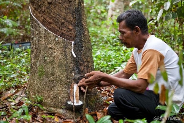 2020年4月柬埔寨天然橡胶出口量环比增长近60% hinh anh 1