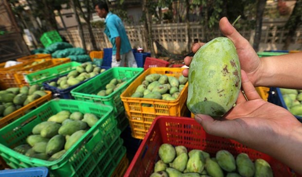 每年柬埔寨可向中国出口50万吨芒果 hinh anh 1