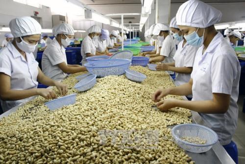 欧洲议员对EVFTA生效之后越南农产品面临的机会和挑战作出评价 hinh anh 1