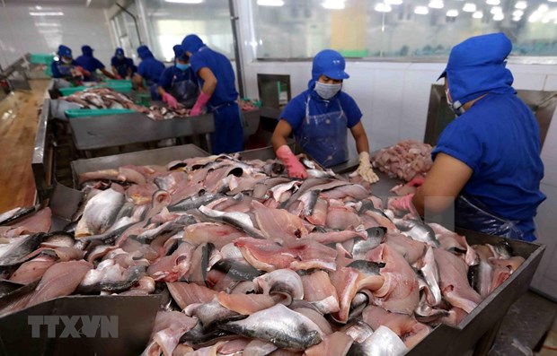 越南查鱼出口额下降39% hinh anh 1