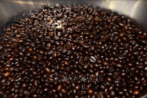 一周农产品市场：稻谷价格稳定 咖啡价格下降 hinh anh 2