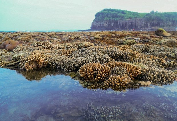 越南旅游：独特的燕礁——“地上水宫” hinh anh 2