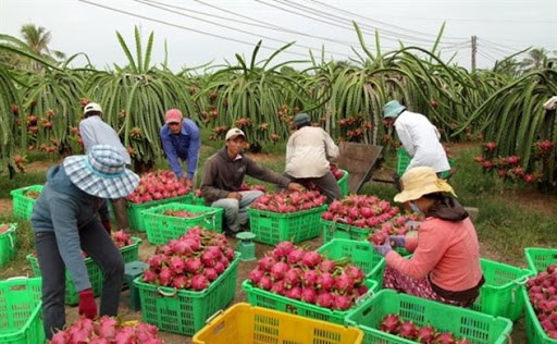实现市场多样化 越南水果出口的可持续发展方向 hinh anh 1