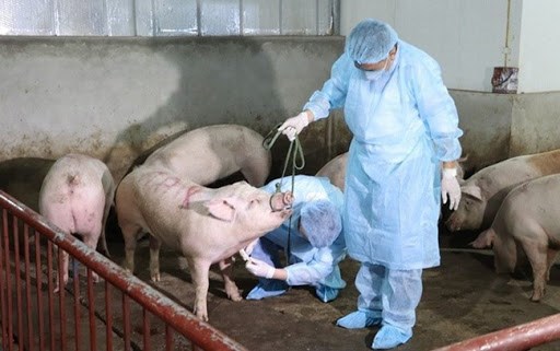 越南全国19个省出现非洲猪瘟疫情 hinh anh 1