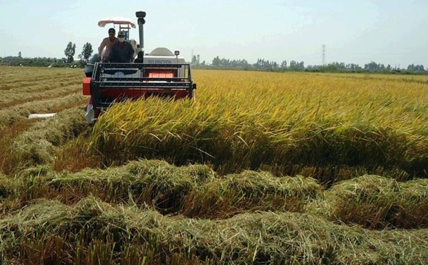 越南自7月1日起开展2020年中期农业调查 hinh anh 1