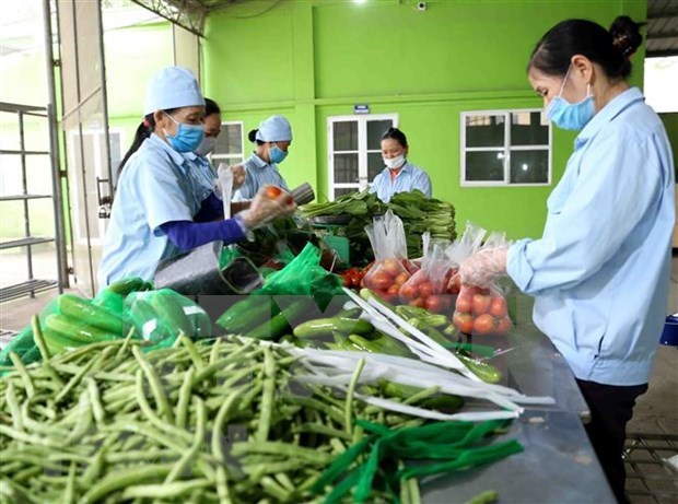 柬埔寨仍未发布任何关于禁止进口越南蔬果的通知 hinh anh 1