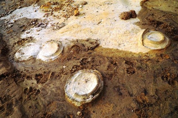 越南发现距今约2亿年的菊石化石 hinh anh 1