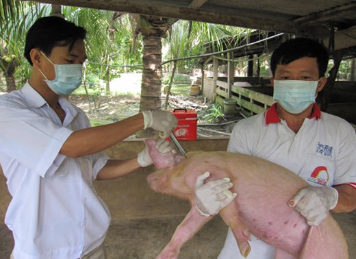 越南具备检测和发现猪流感病毒的能力 hinh anh 1
