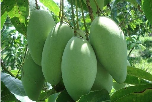 越南未成熟芒果在澳大利亚市场上越来越受欢迎 hinh anh 1