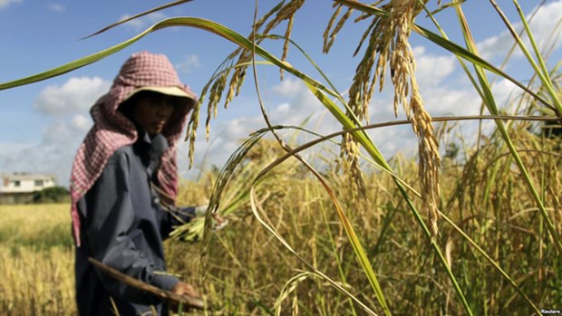 2020年农业为柬埔寨国内生产总值贡献32% hinh anh 1