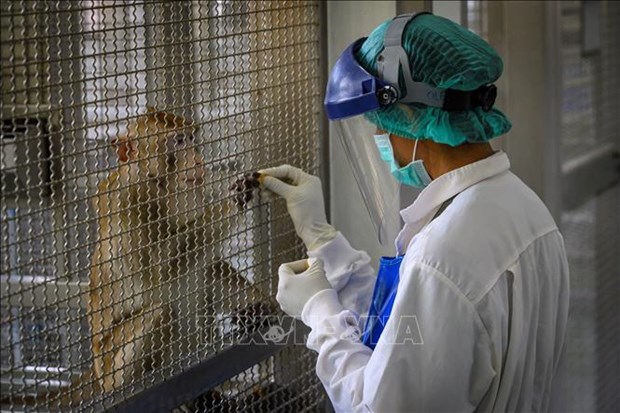 泰国新冠疫苗在小鼠和猴子身上实验取得成功 印尼拟免费向民众提供新冠疫苗 hinh anh 1