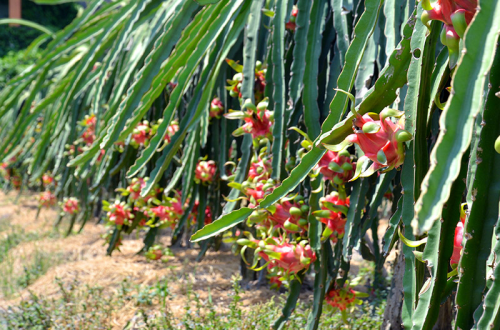 隆安省力争将达到越南良好农业规范标准认证的火龙果种植面积扩大至3000公顷 hinh anh 2