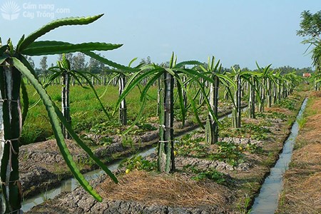 隆安省力争将达到越南良好农业规范标准认证的火龙果种植面积扩大至3000公顷 hinh anh 1