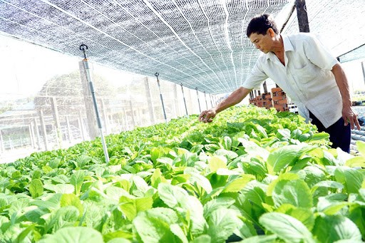 巴地头顿省加大高科技应用 提高农业生产价值 hinh anh 2