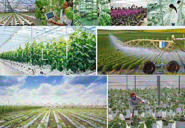 岘港市致力发展环境友好型的高科技农业产业 hinh anh 1