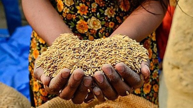 世界粮食日：FAO承诺继续援助越南实施2030年可持续发展议程 hinh anh 1