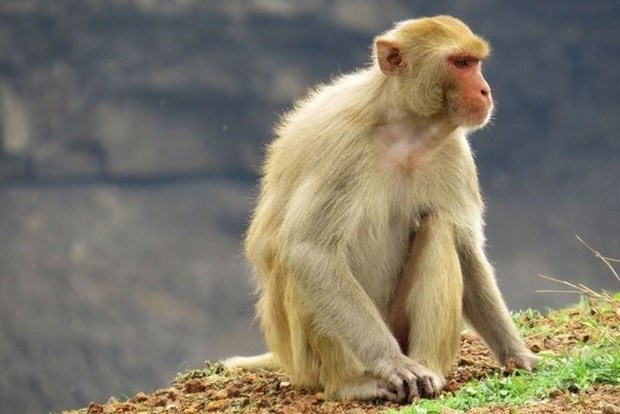 越南开始在猴子身上试验新冠肺炎疫苗 hinh anh 1