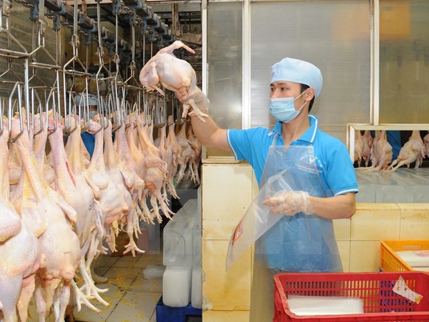 越南鸡肉即将出口到新加坡和中国香港 hinh anh 1