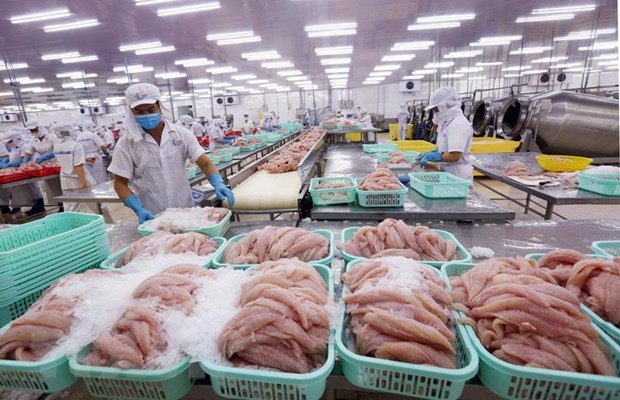 2020年越南查鱼出口额预计达15亿美元 hinh anh 1