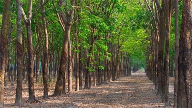 越南力争实现2030年森林覆盖率达42-43%下的目标 hinh anh 1