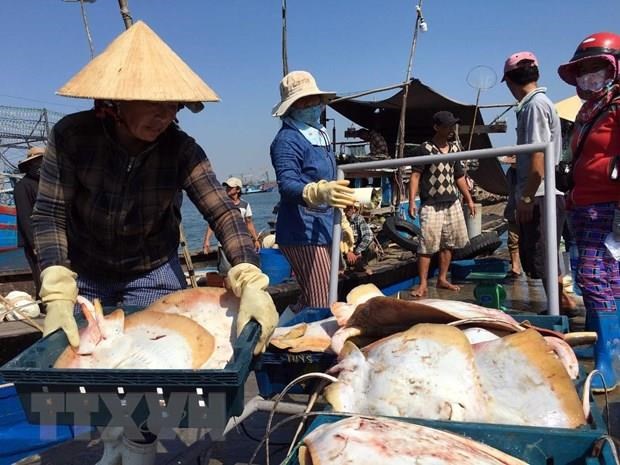 越南鱼业努力克服困难 完成全年既定目标 hinh anh 1