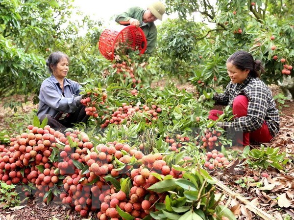 越南全国果树种植面积达110万公顷 hinh anh 1
