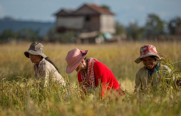 2020年柬埔寨大米出口量同比增长11.4% hinh anh 1