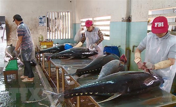 越南金枪鱼出口增长3到4倍 hinh anh 1