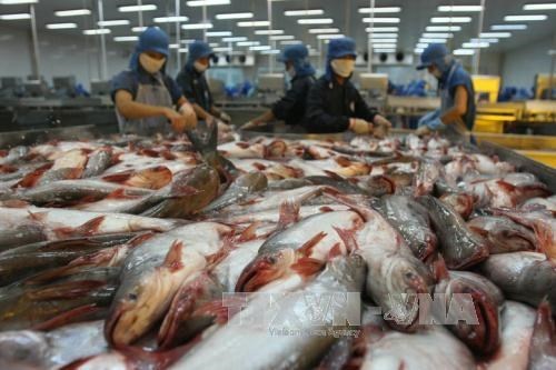 柬埔寨恢复从越南进口部分鱼类 hinh anh 1