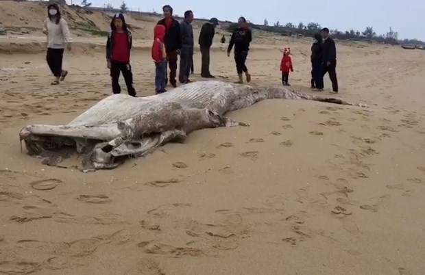 广平省海岸发现一条重约1吨的鲸鱼尸体 hinh anh 1