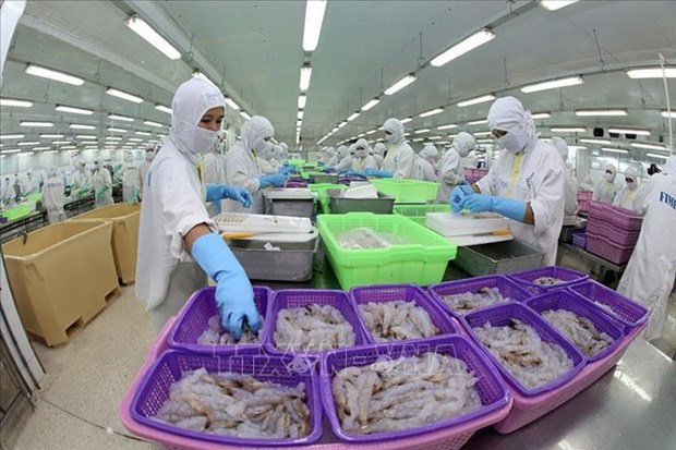 越南有望成为世界虾类主要生产国 hinh anh 1