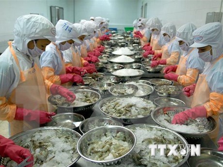 越南虾类企业投资长期发展 hinh anh 1