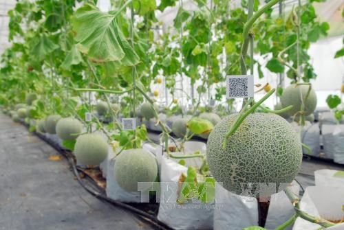 越南推动在农业中应用生物技术 hinh anh 1