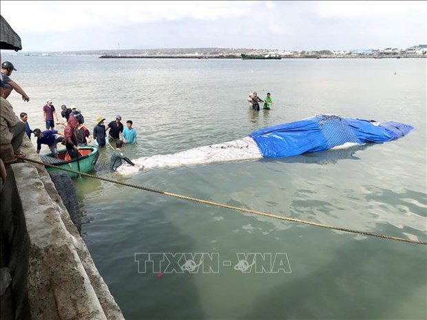 平顺省：一只长达15米的鲸鱼在海上死亡 渔民将其送上岸埋葬 hinh anh 1