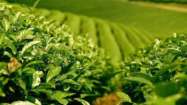提高茶叶的经济效果：想方设法促进茶业可持续发展 hinh anh 1